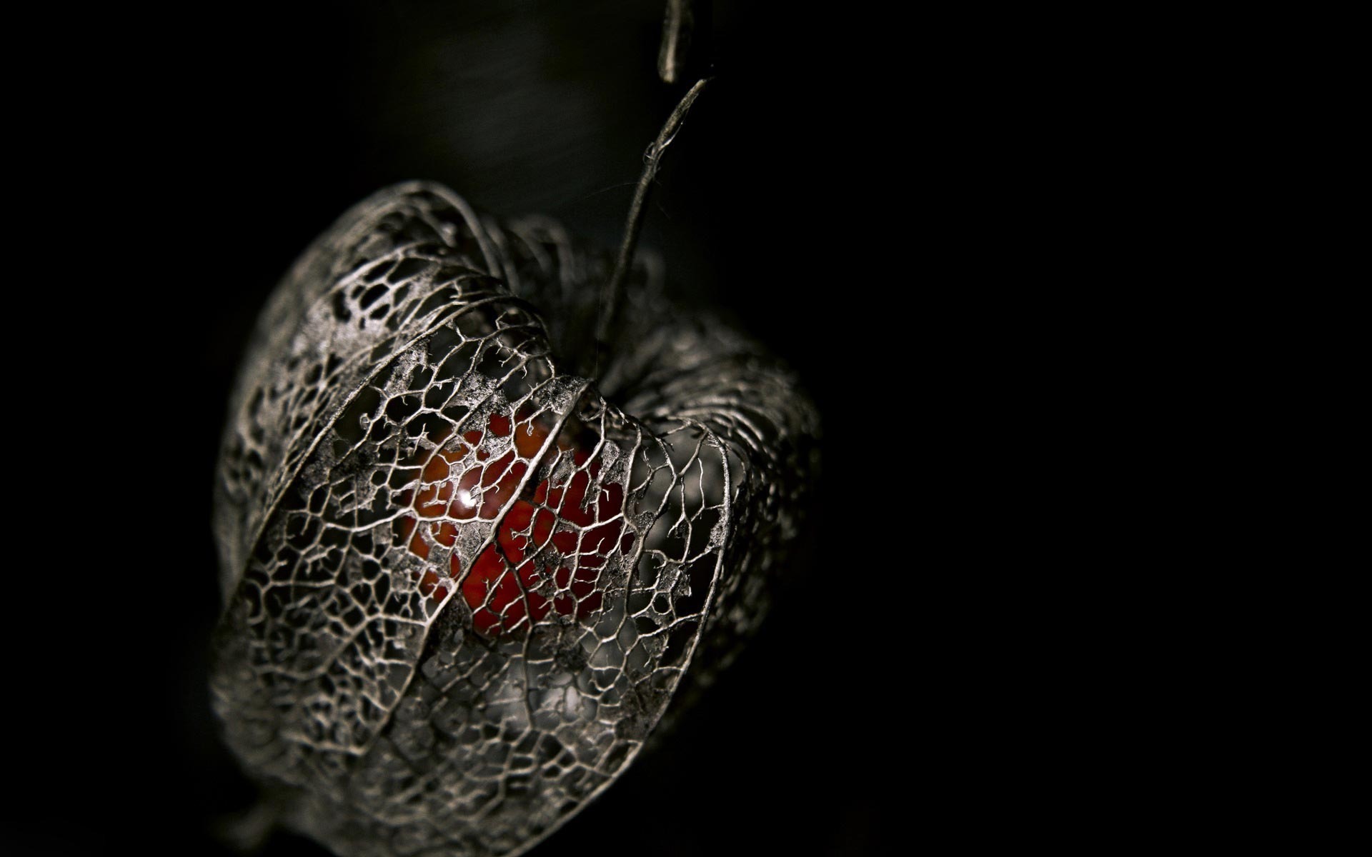 Dry Bleeding Glory-bower - Macro Photography - HD Wallpaper 