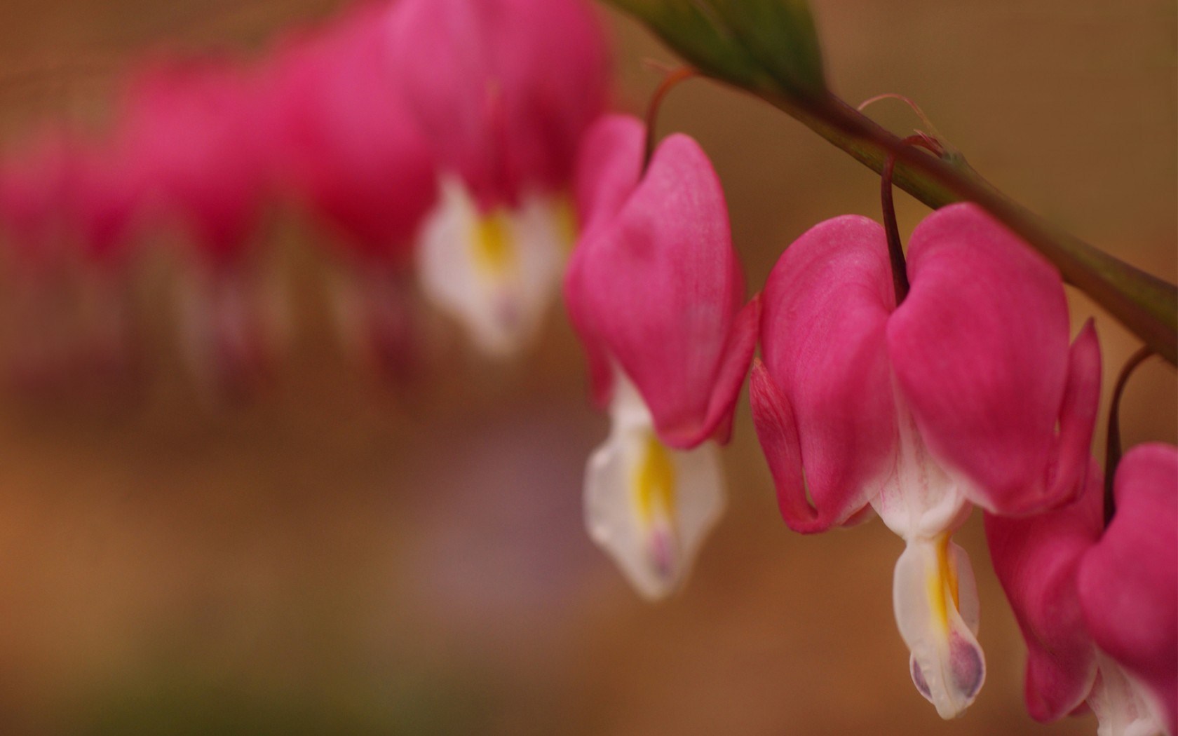Asian Bleeding-heart - 1680x1050 Wallpaper - teahub.io
