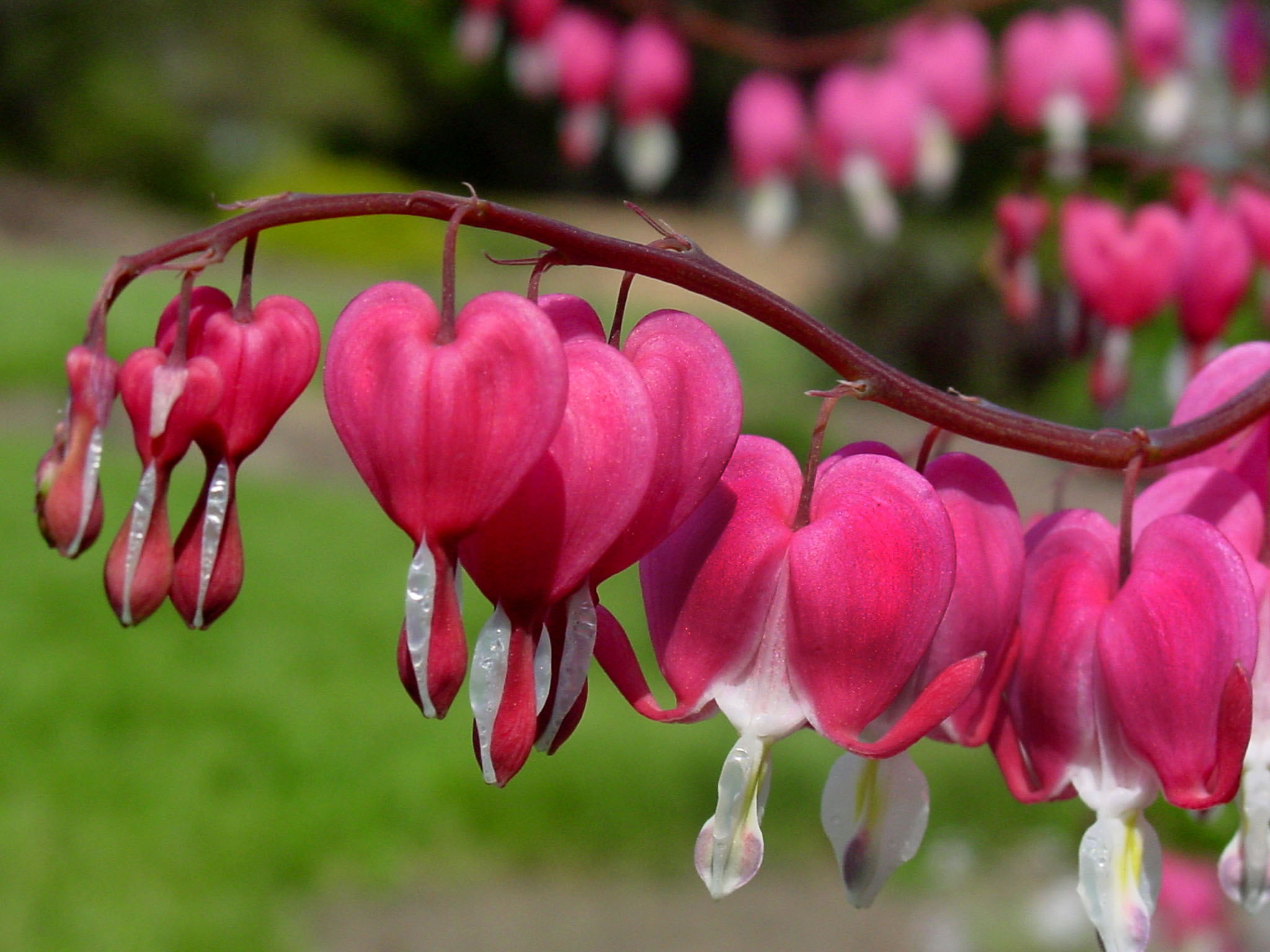 Bleeding Heart Wallpaper - Bleeding Hearts - HD Wallpaper 