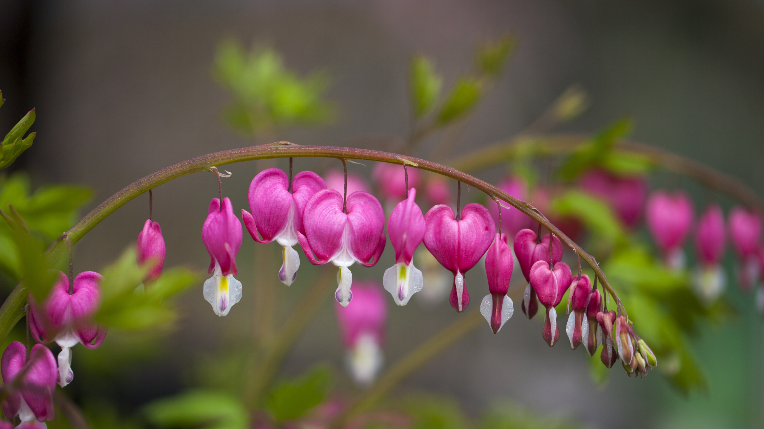 Bloom, Flowers, Bleeding Heart, Wallpaper - HD Wallpaper 