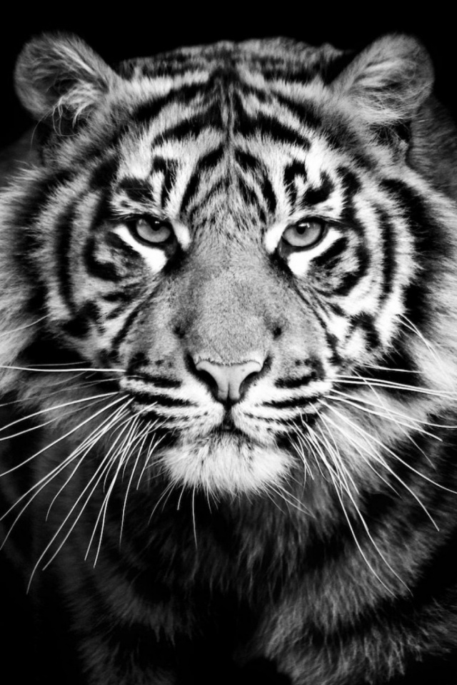Black And White Tiger Hd - HD Wallpaper 