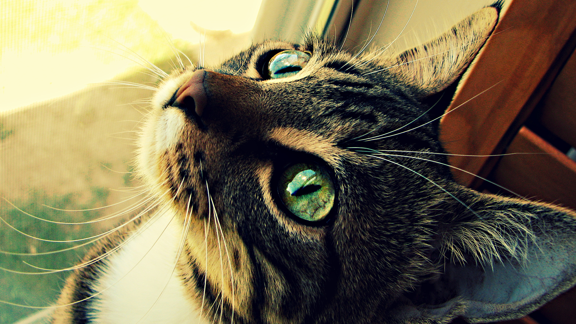 Nice Pictures 1920 X 1080 - HD Wallpaper 