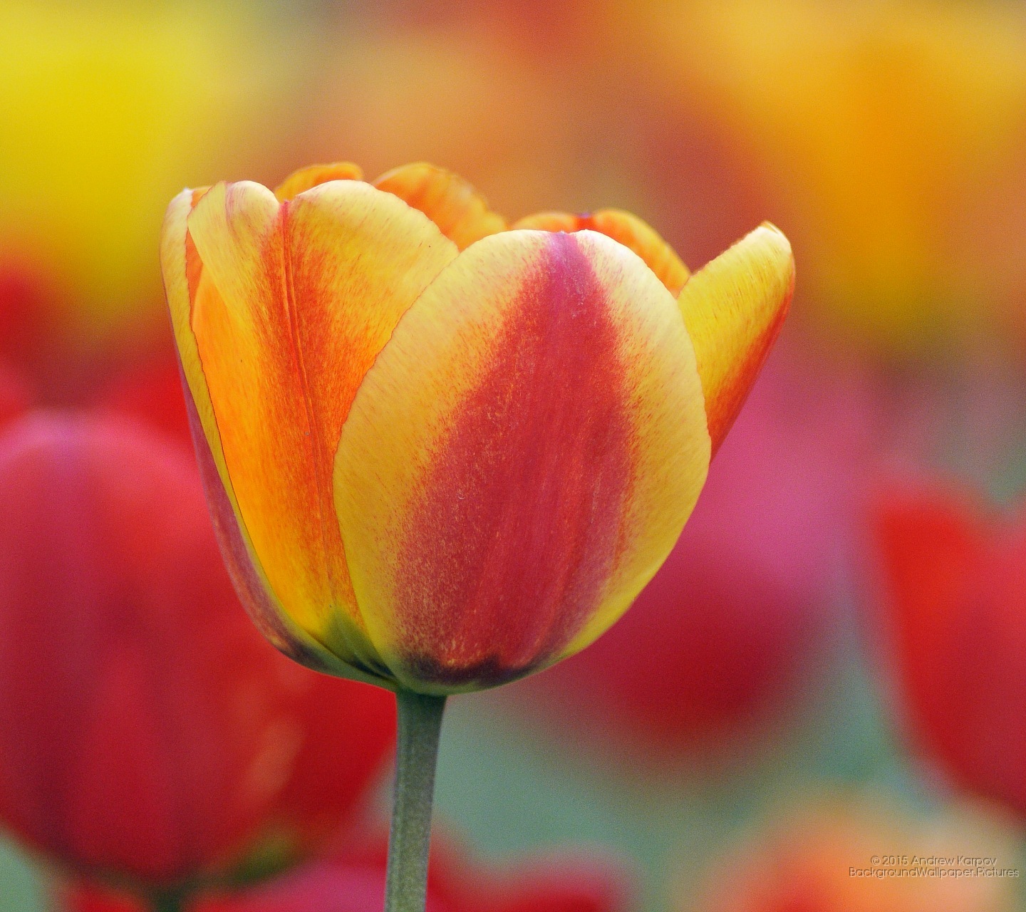 Full Size Wallpapers For - Oppo F3 Flowers - 1440x1280 Wallpaper Full Size Wallpapers For - Oppo F3 Flowers - 1440x1280 Wallpaper
