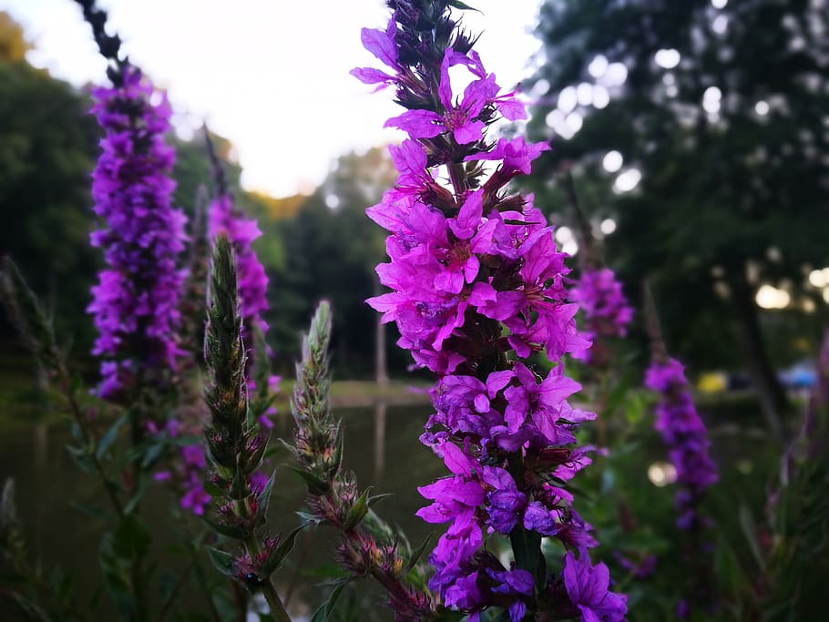 Flowers, Purple, Huawei, Huawei P9, Flowering Plant, - Delphinium - HD Wallpaper 