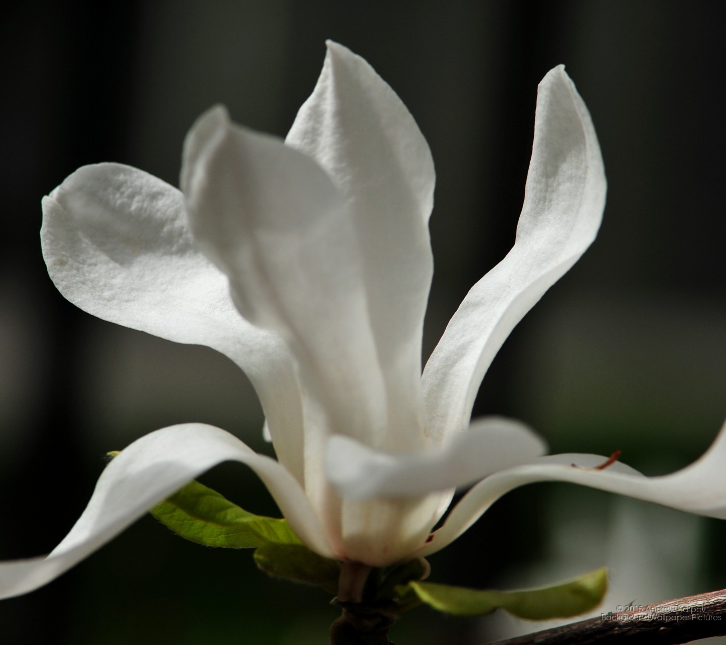 Full Size Wallpapers For - صور خلفيات موبايل Alcatel - HD Wallpaper 