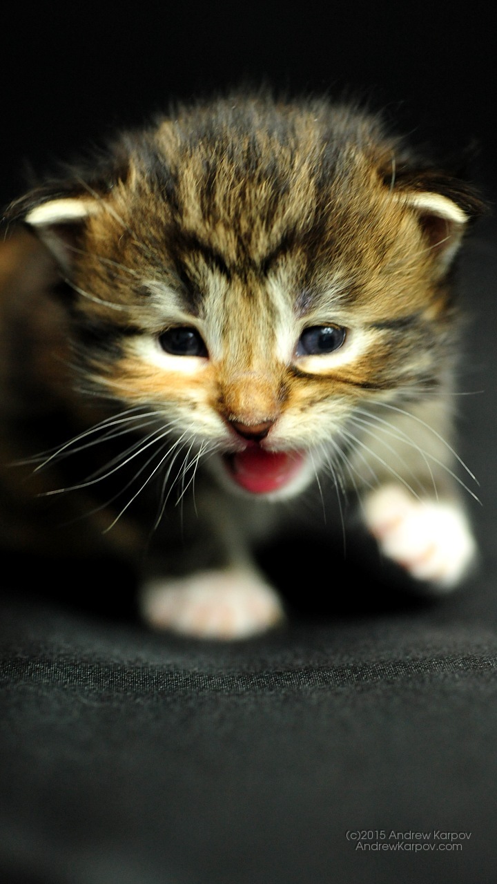 Huawei Y6 Pro Background - Download Wallpaper Oppo Neo 5 - HD Wallpaper 