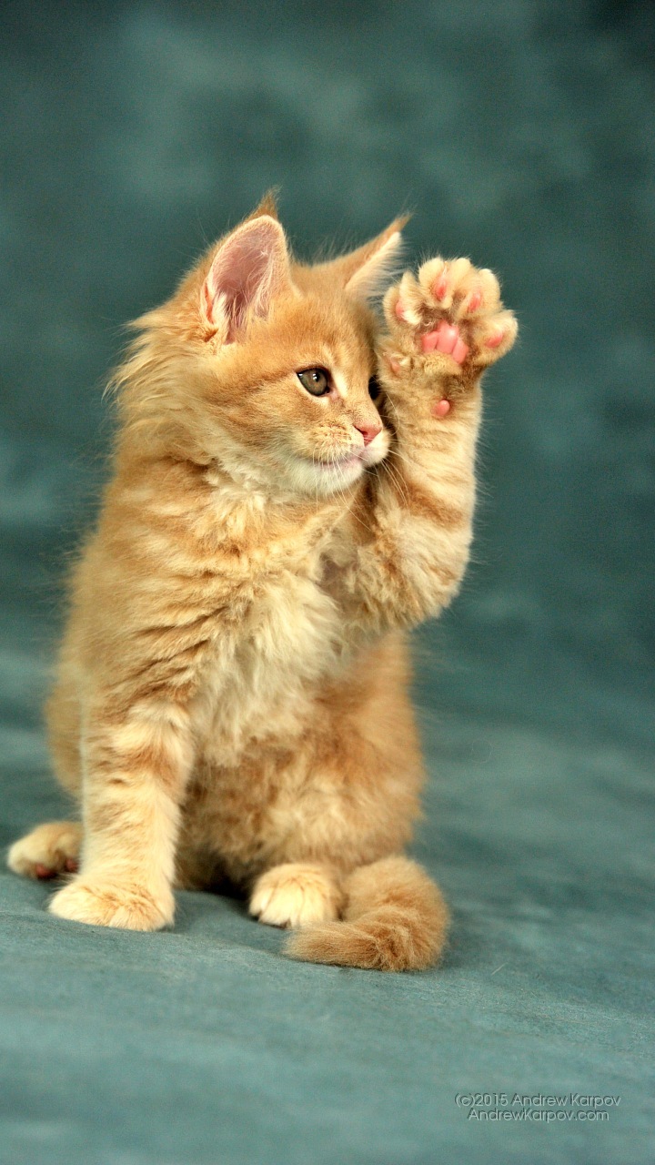 Huawei Y6 Pro Background - Huawei Y6 Background - HD Wallpaper 