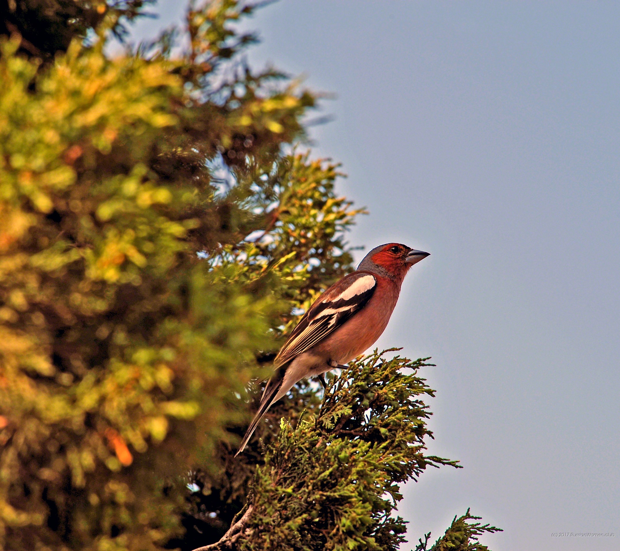 Mobile Backgrounds Photography - Mobile Phone - HD Wallpaper 