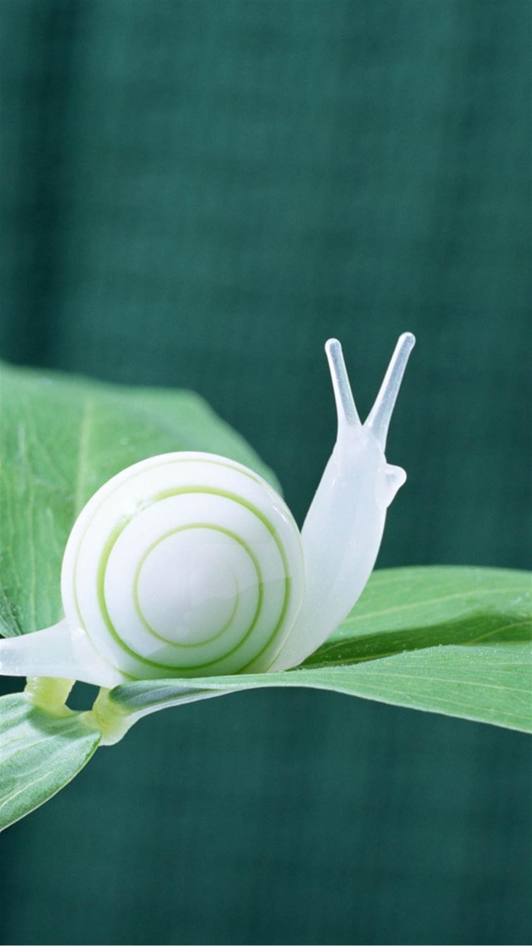 Huawei Honor 6 Plus 32gb Wallpaper №15 - White Snail - HD Wallpaper 