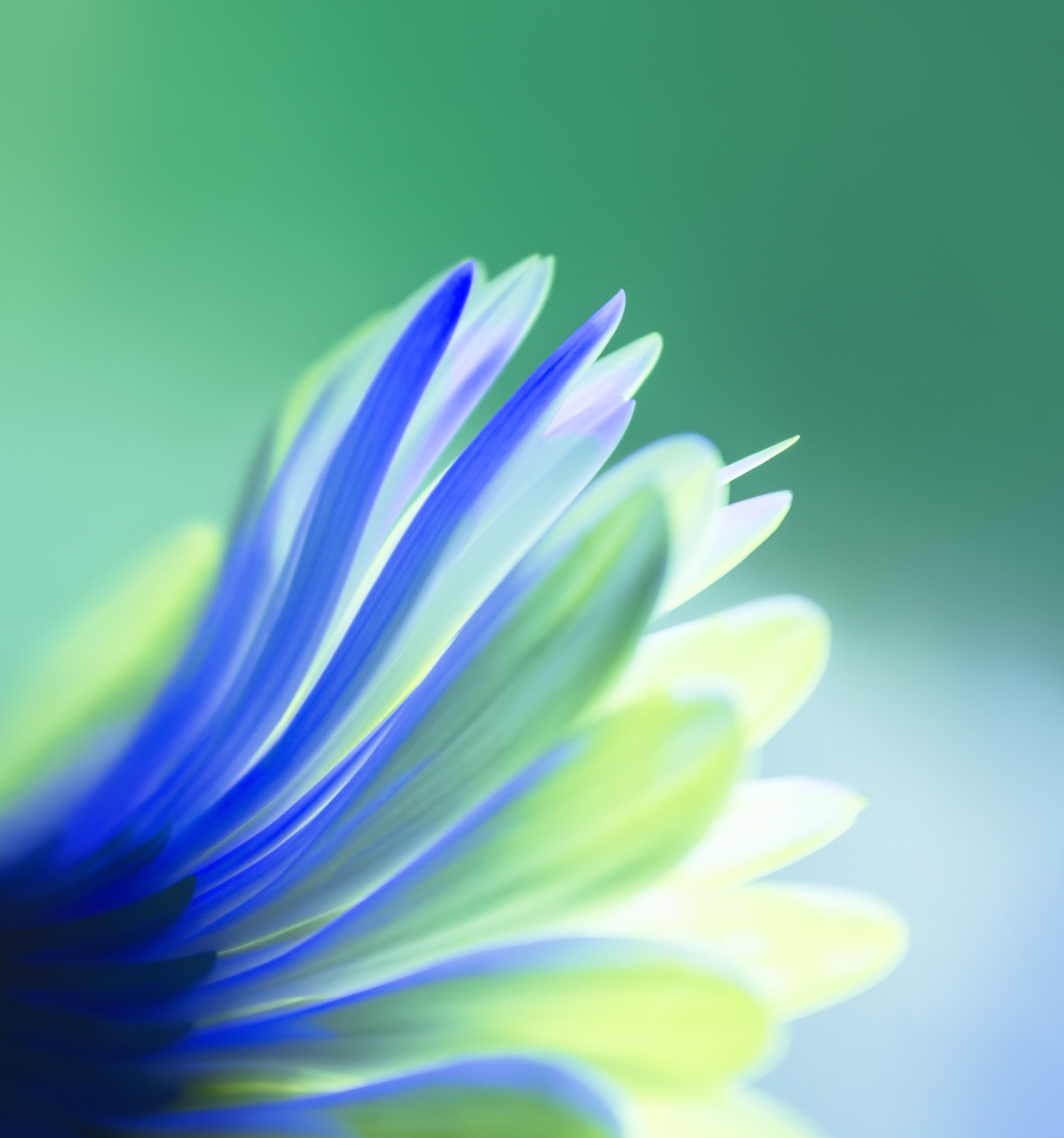 Huawei Honor Flowers - HD Wallpaper 