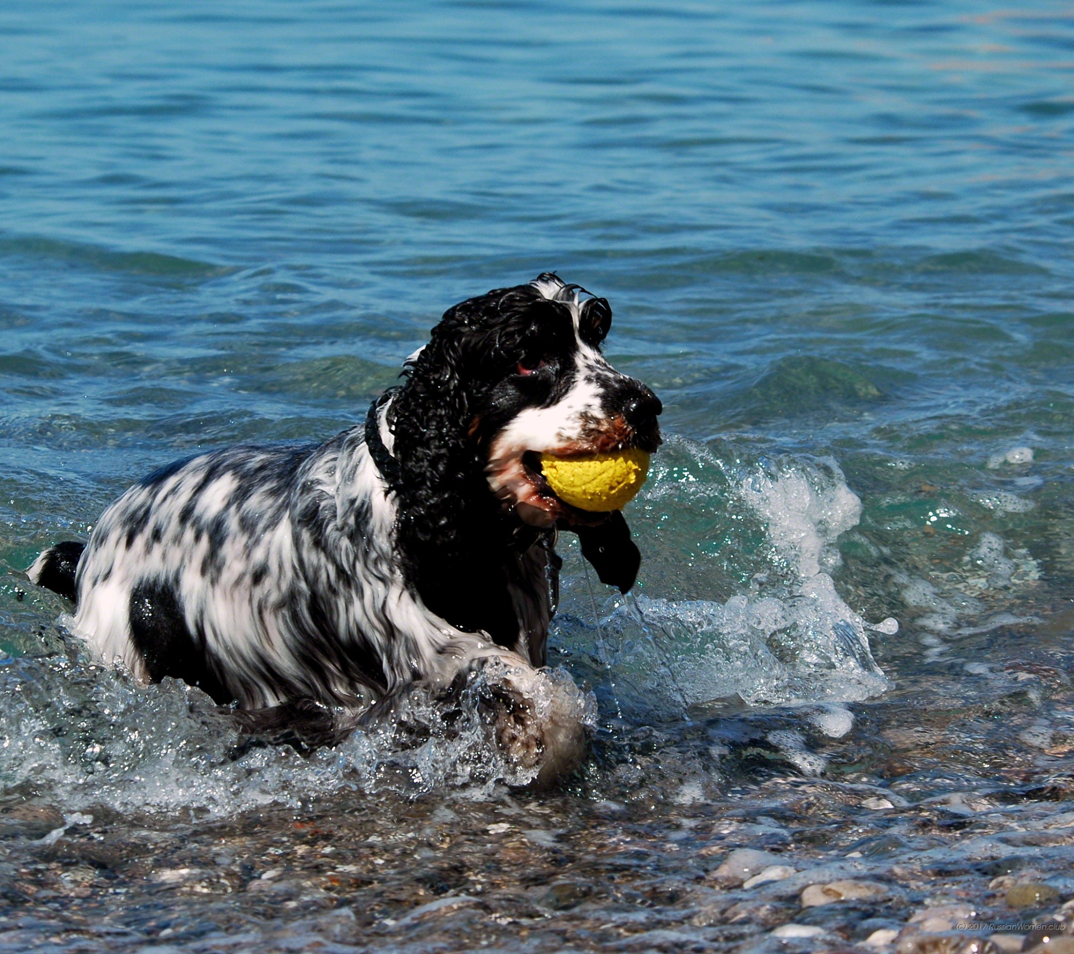 Pictures And Wallpapers - Wallpaper - HD Wallpaper 