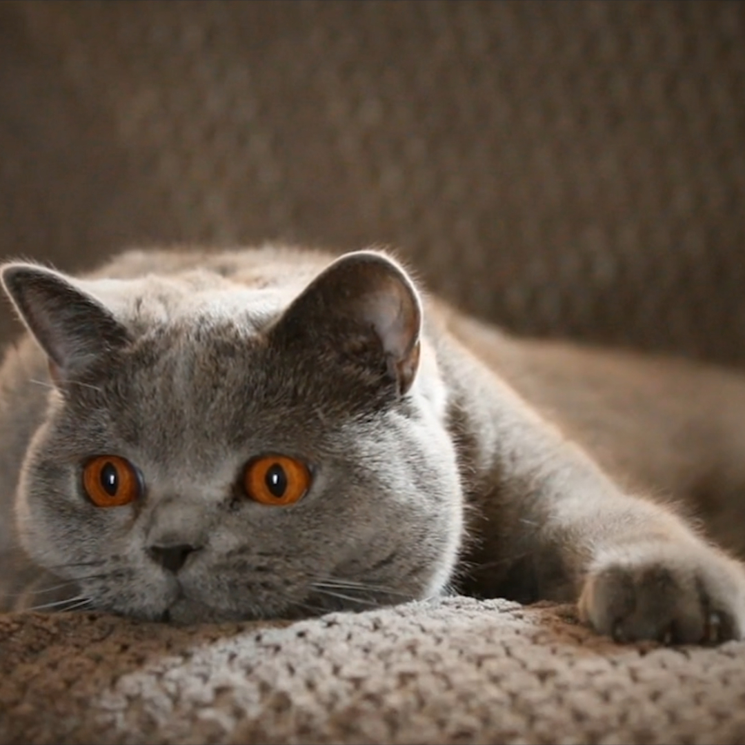 Cat Cinemagraphs - HD Wallpaper 