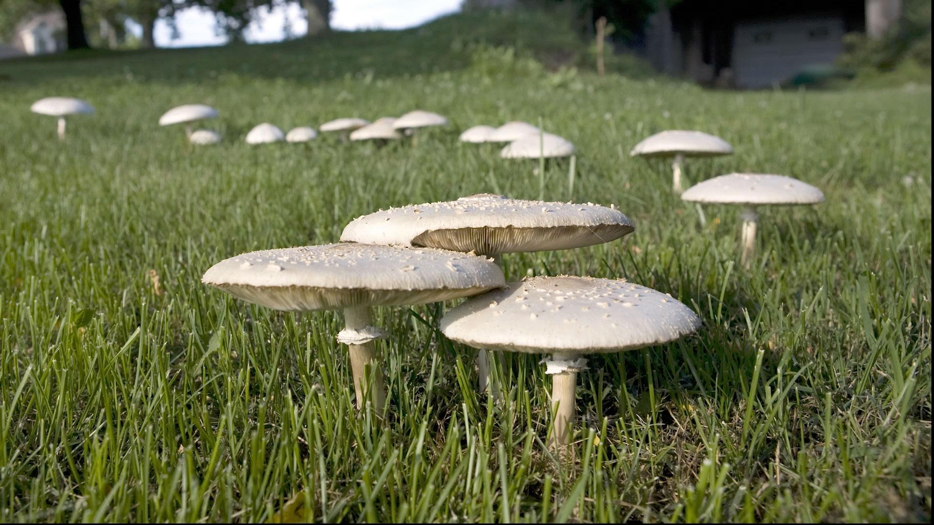 Yard Mushrooms - HD Wallpaper 