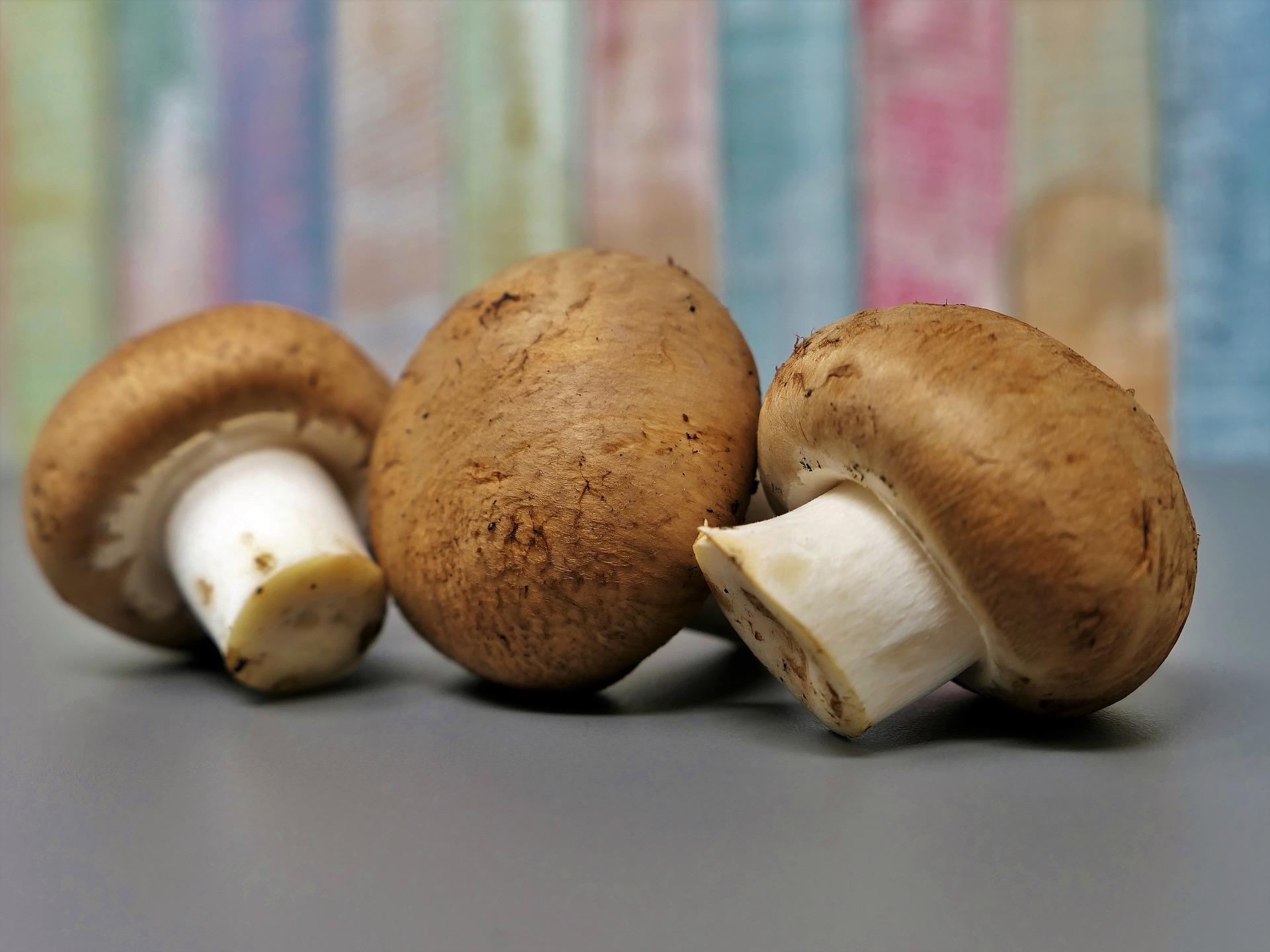 Champignon Mushroom - HD Wallpaper 