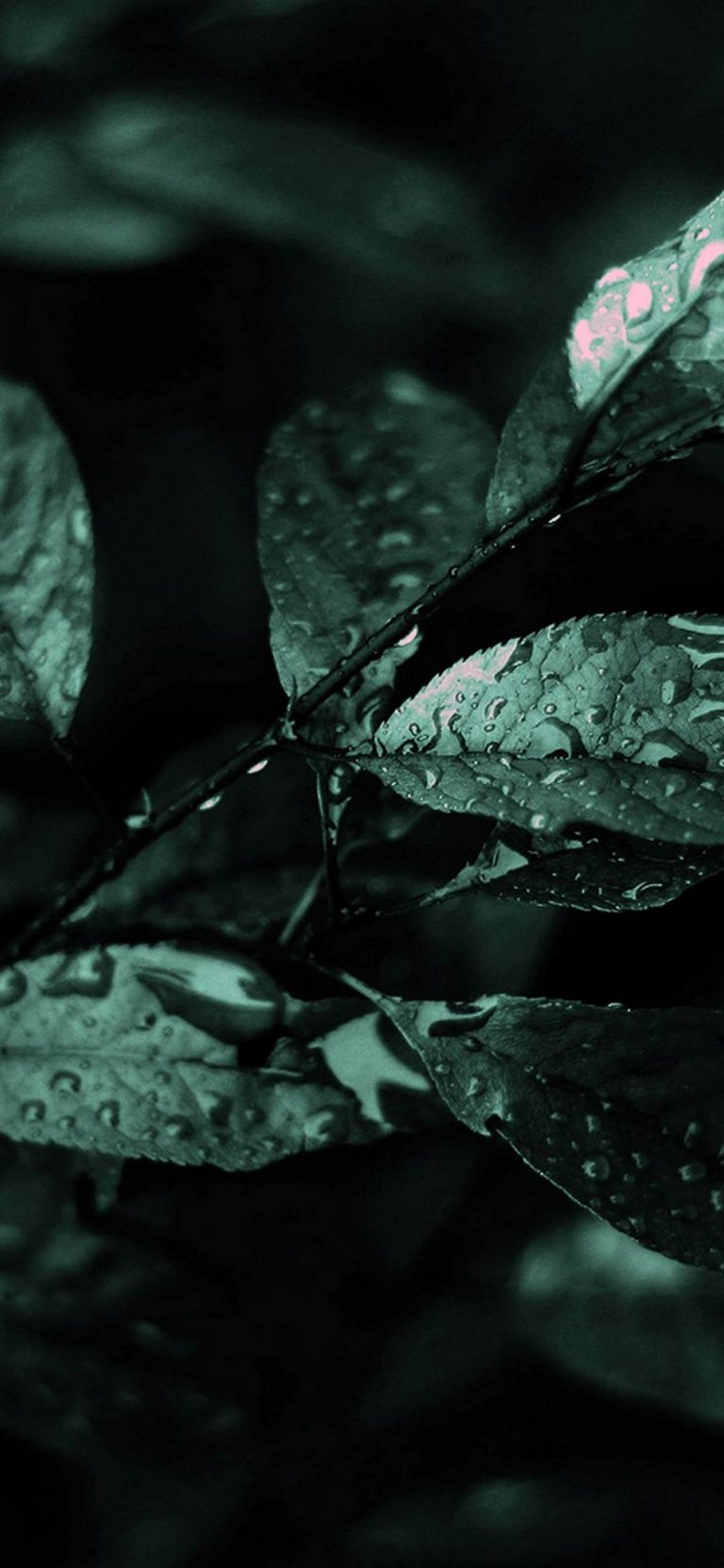 Nature Dark Leaves Macro Depth - Htc Ultra Price In Pakistan - HD Wallpaper 