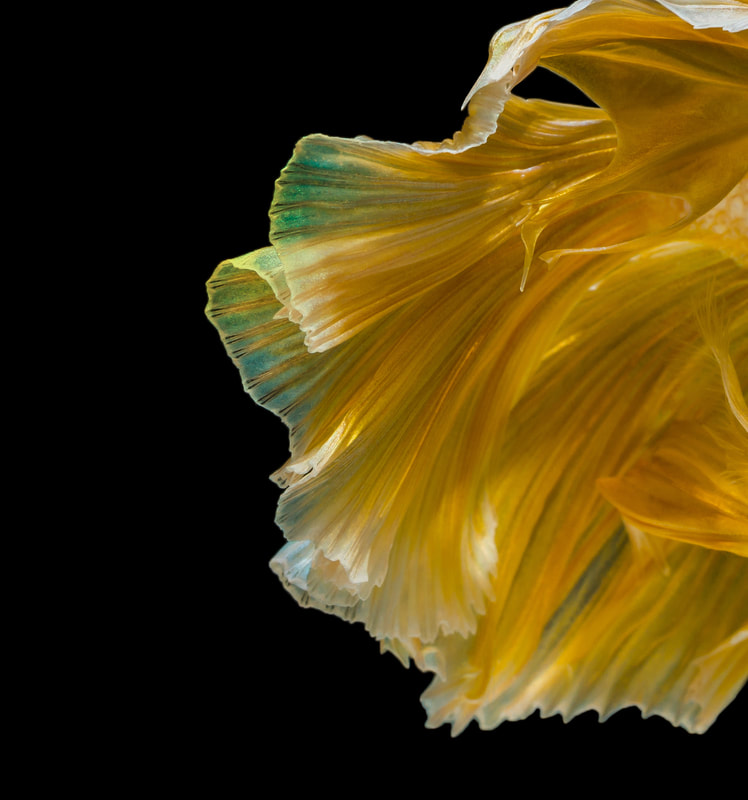 Hình Nền Huawei Nova 4 - HD Wallpaper 