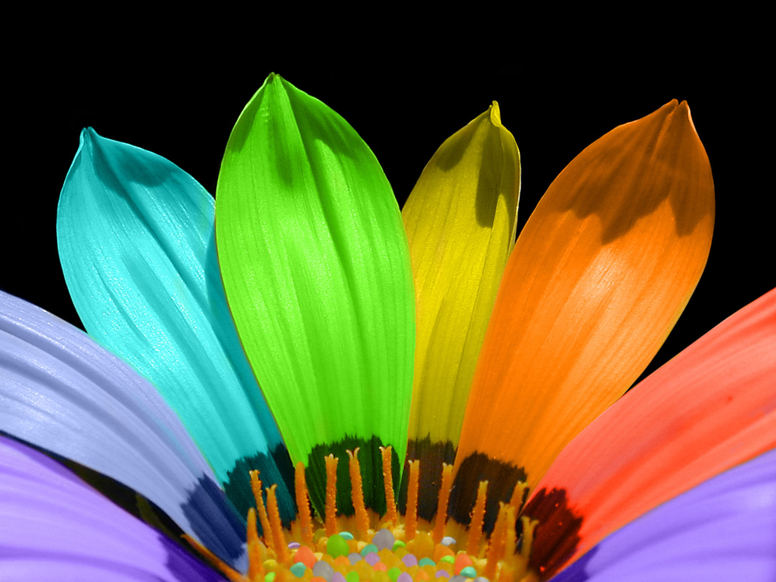Rainbow Colorful Flowers - HD Wallpaper 