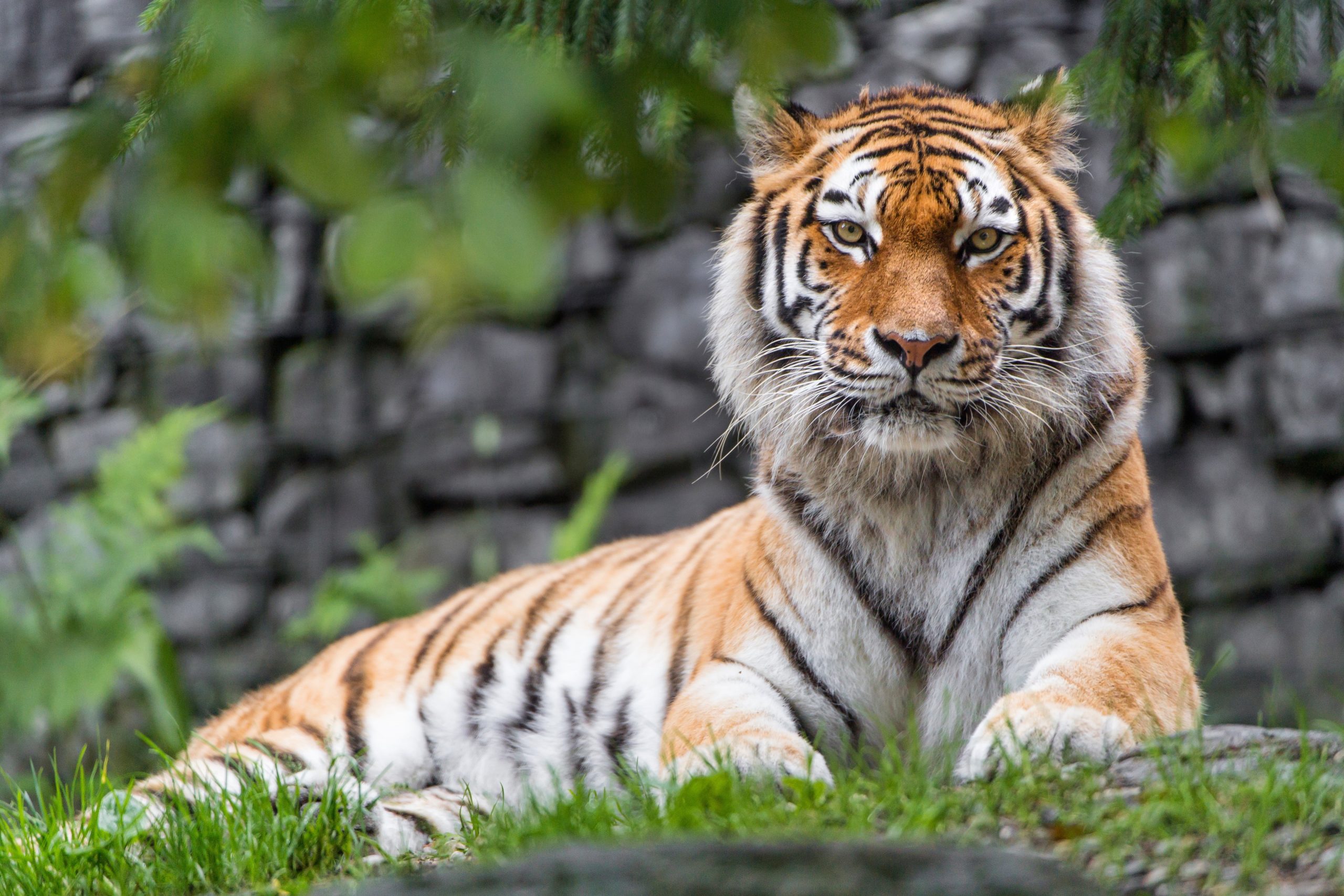 Siberian Tiger 4k - HD Wallpaper 