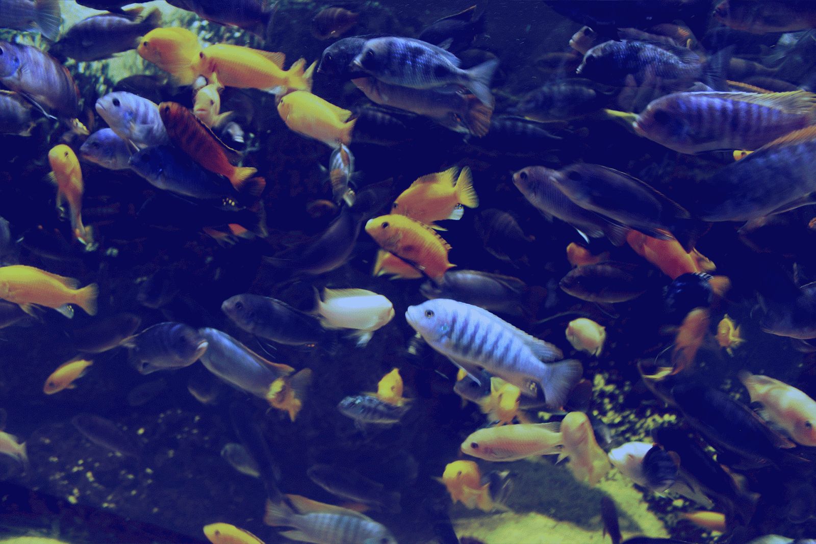 Рыбы В Воде Гиф - HD Wallpaper 