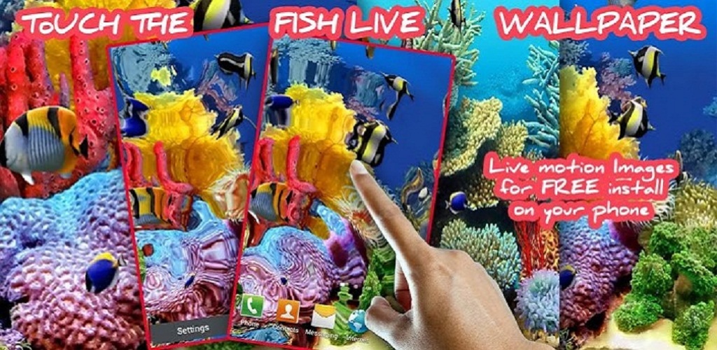 Coral Reef - HD Wallpaper 