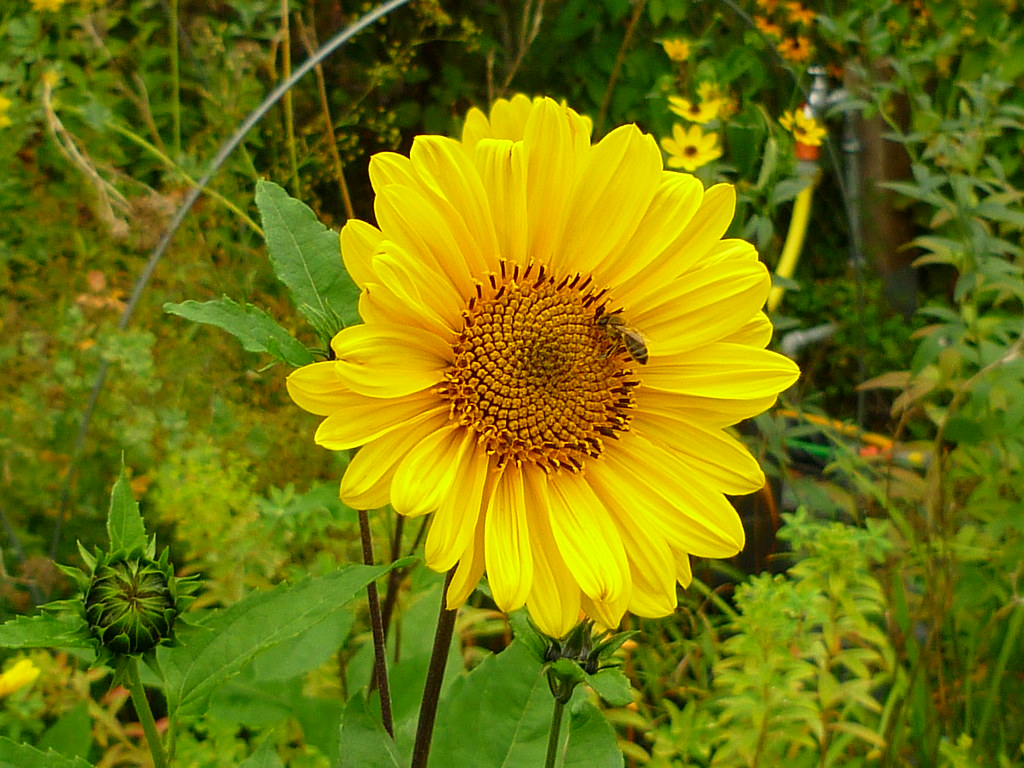 Alcachofas De Jerusalén Flor - HD Wallpaper 