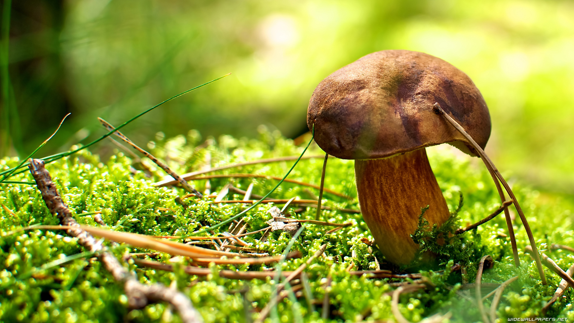 Fungus - HD Wallpaper 