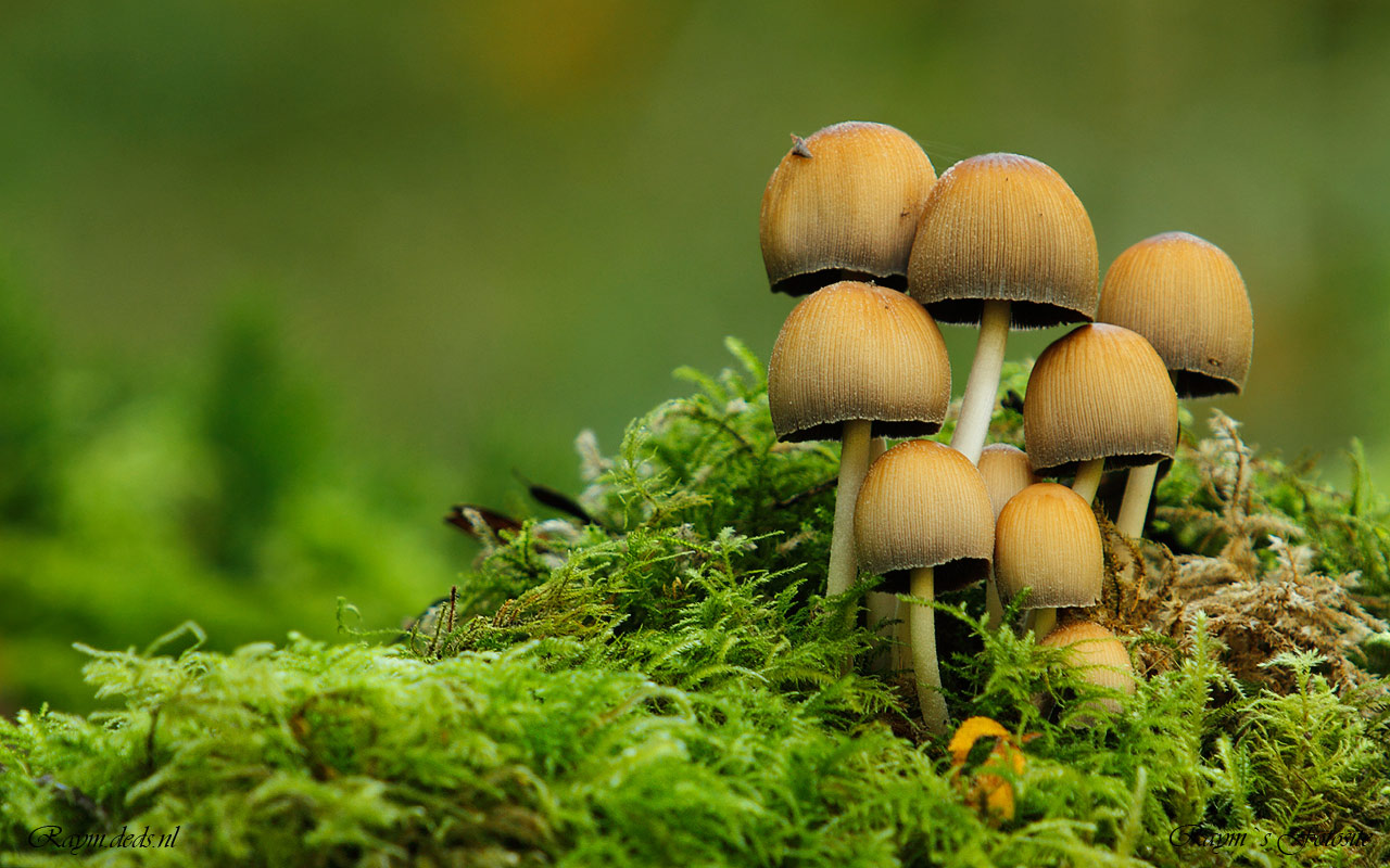 Mushrooms Wallpapers Duu74 - HD Wallpaper 