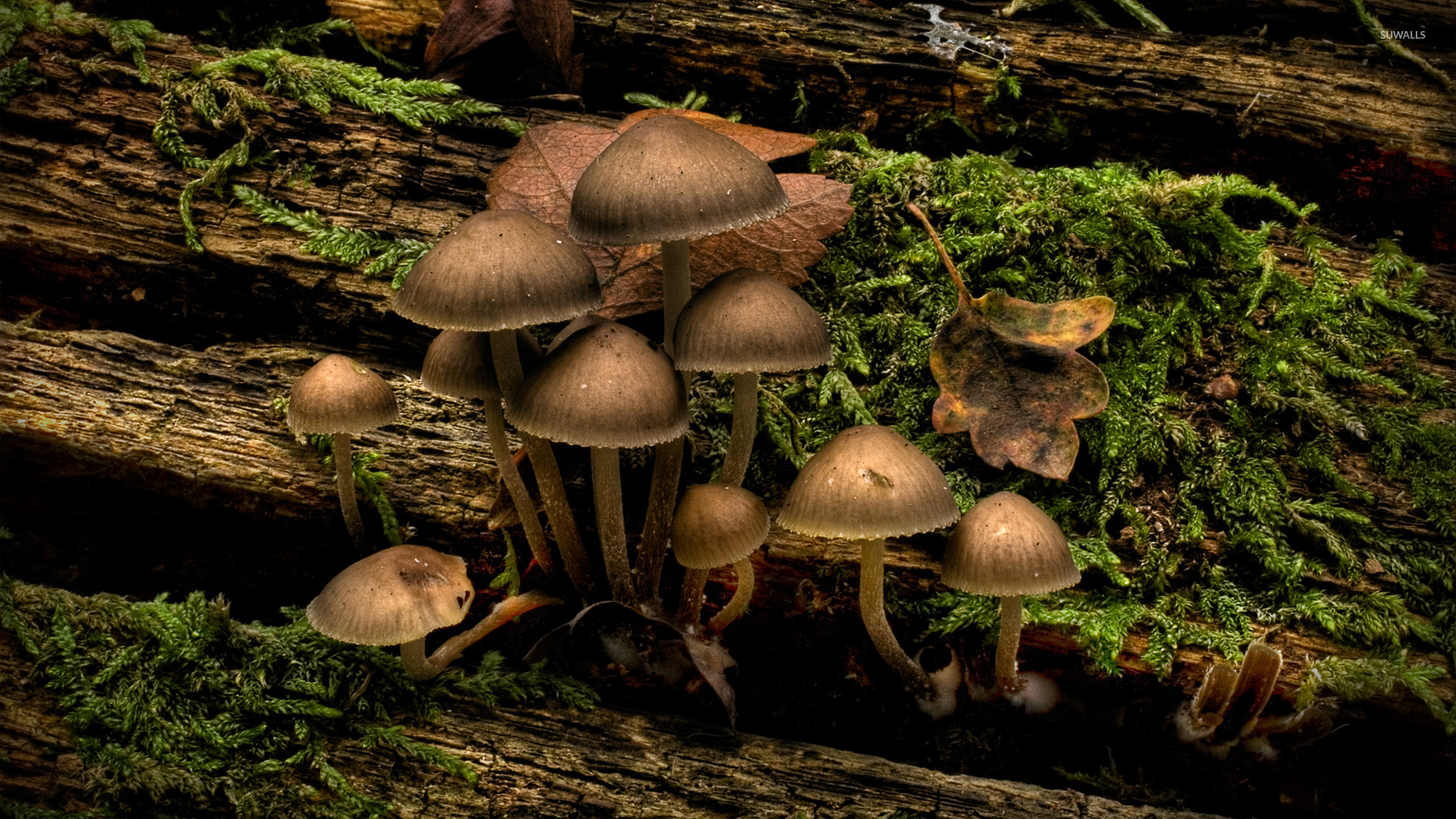 Infected Mushroom Nature - HD Wallpaper 