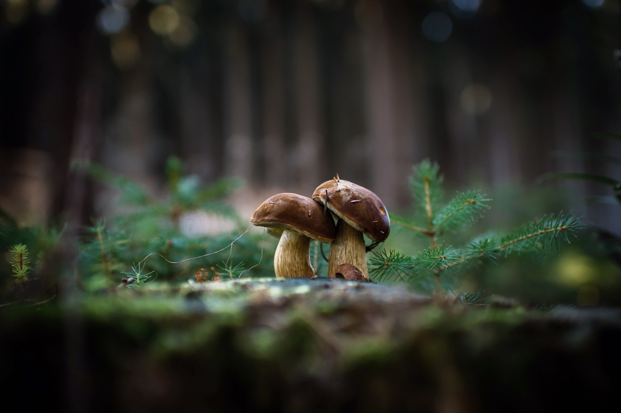 Mushroom Wallpapers - HD Wallpaper 