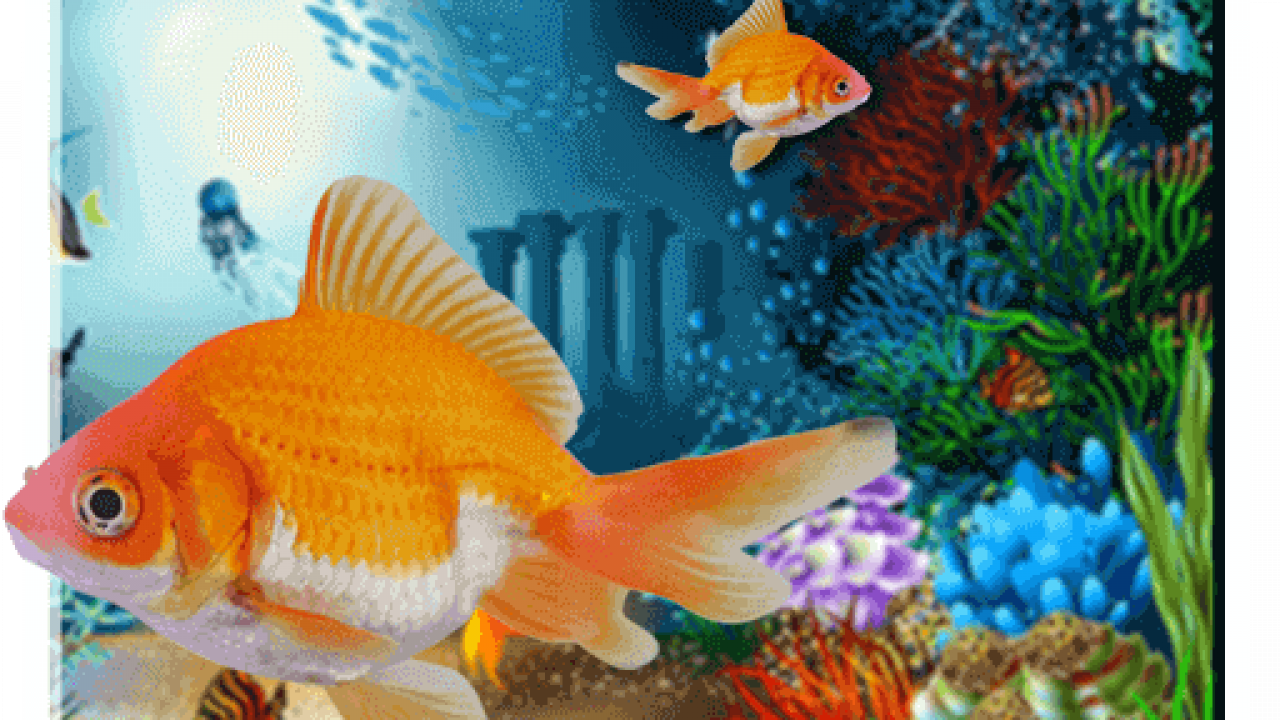 Cartoon Fish - HD Wallpaper 