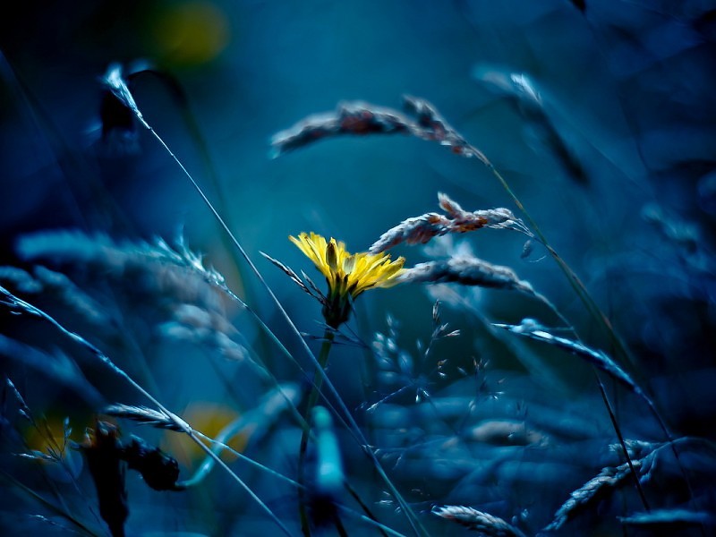 Flowers Htc Desire X Wallpaper - Votos Sinceros Boa Noite Feliz Sexta Feira - HD Wallpaper 