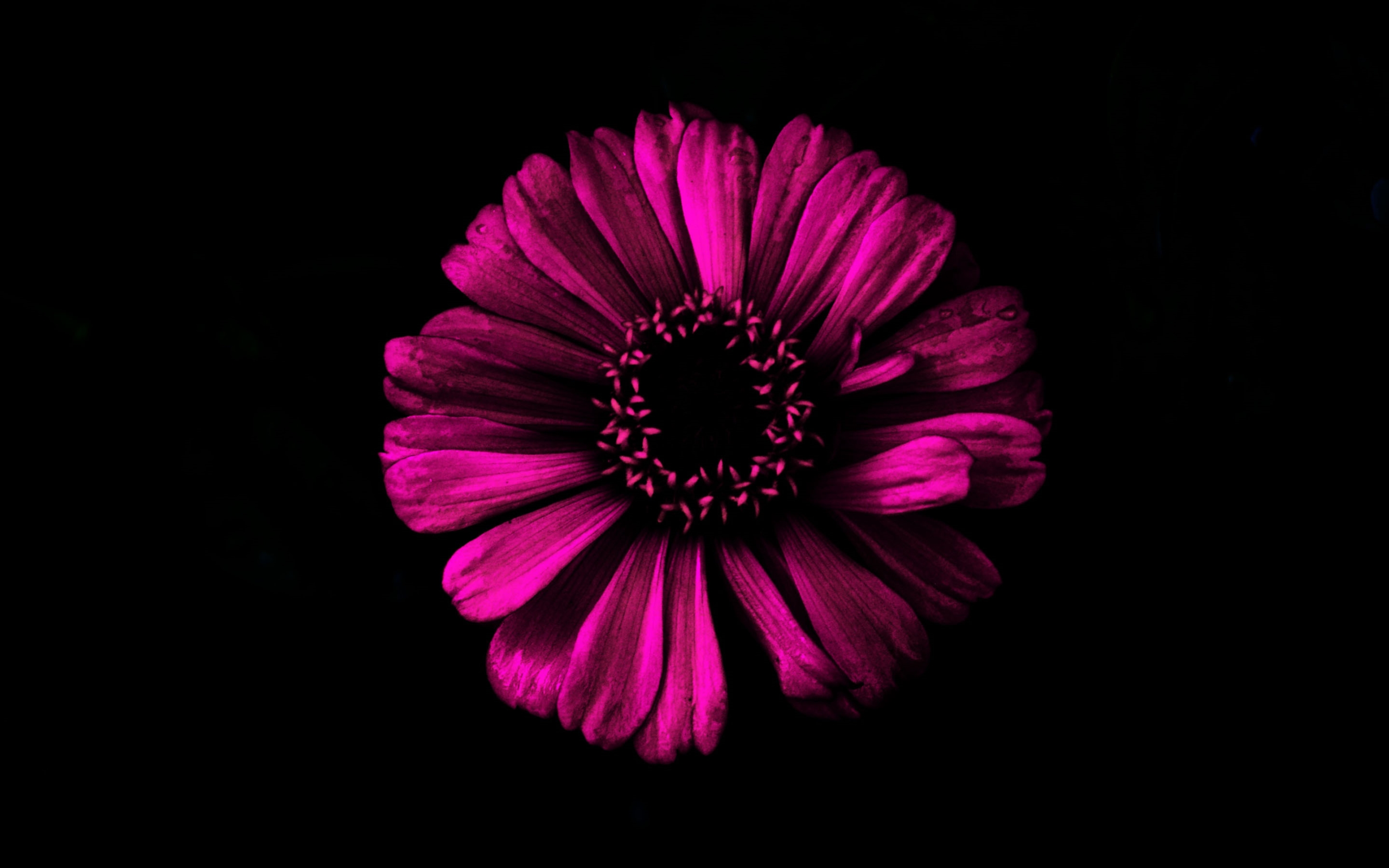 Dark Flower Wallpaper Hd - HD Wallpaper 