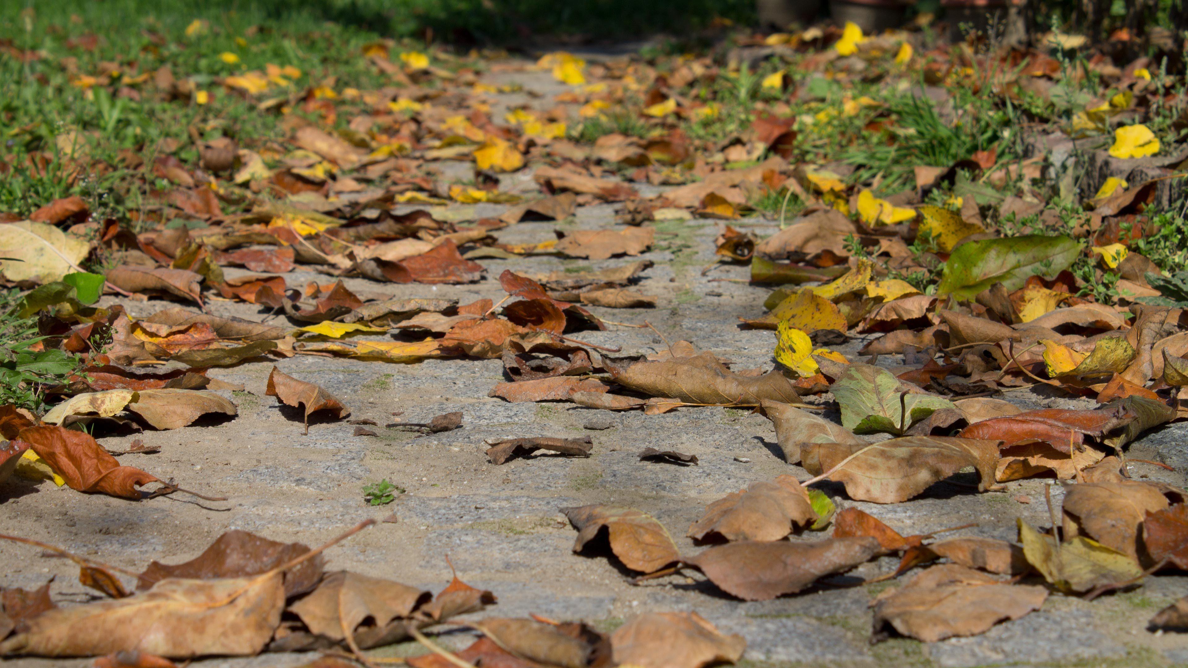 Hd Dry Leaves On The Alley Wallpaper - Wallpaper - HD Wallpaper 