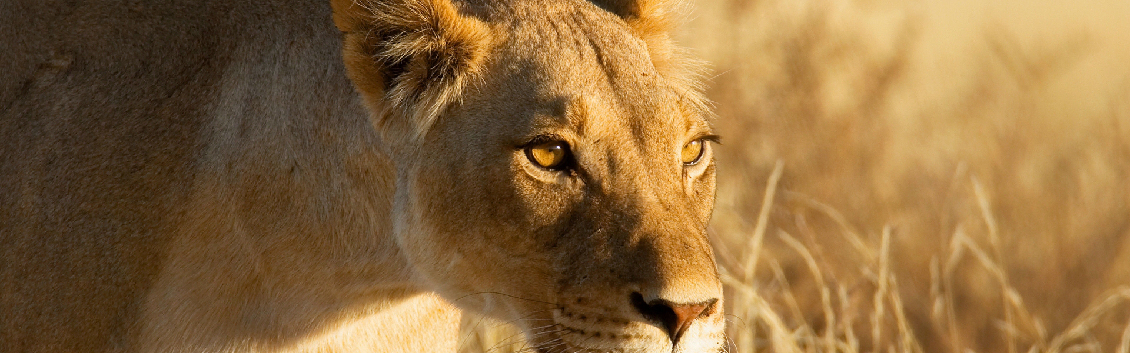 Lioness Background - HD Wallpaper 