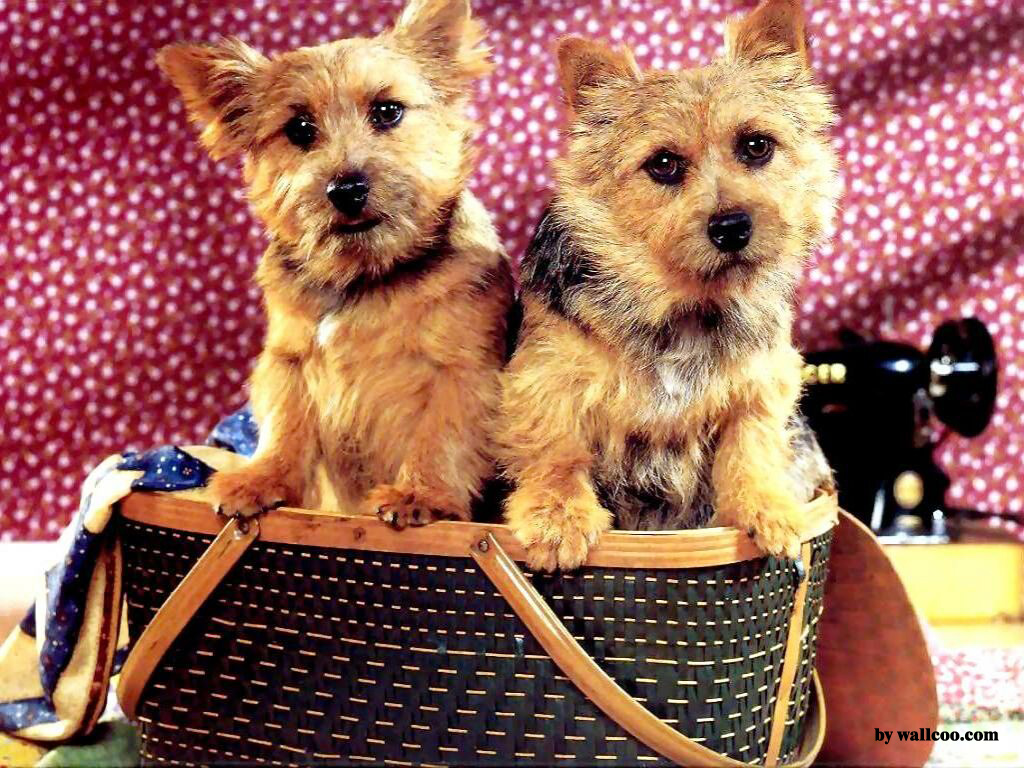 Australian Terrier - HD Wallpaper 