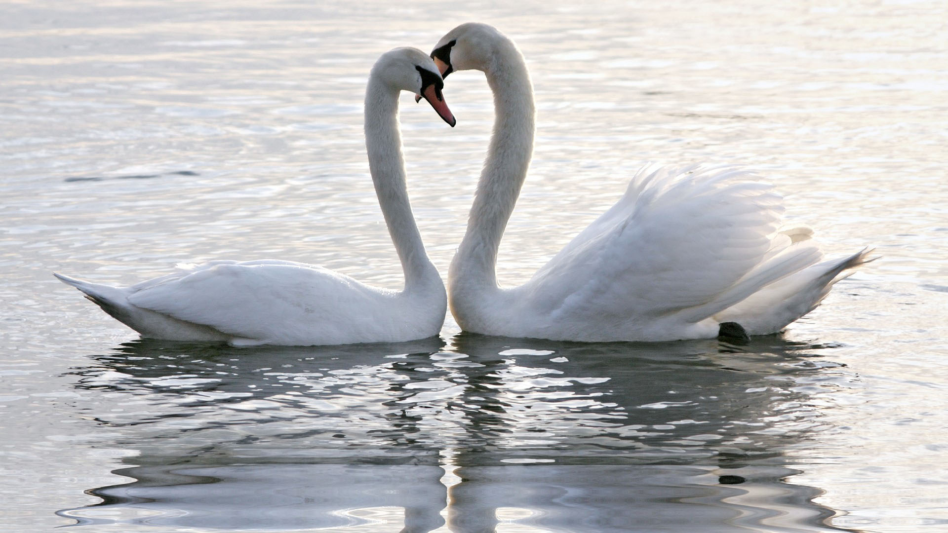 Beautiful Cute Love Birds Wallpapers Hd - 1920x1080 Wallpaper Beautiful Cute Love Birds Wallpapers Hd - 1920x1080 Wallpaper