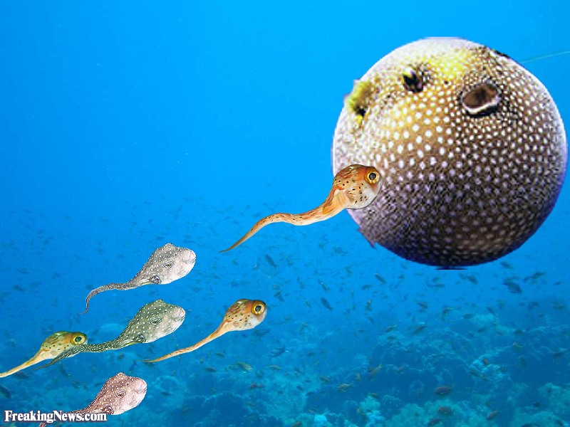 Puffer Fish Insemination Very Fat Puffer Fish 800x600 Wallpaper