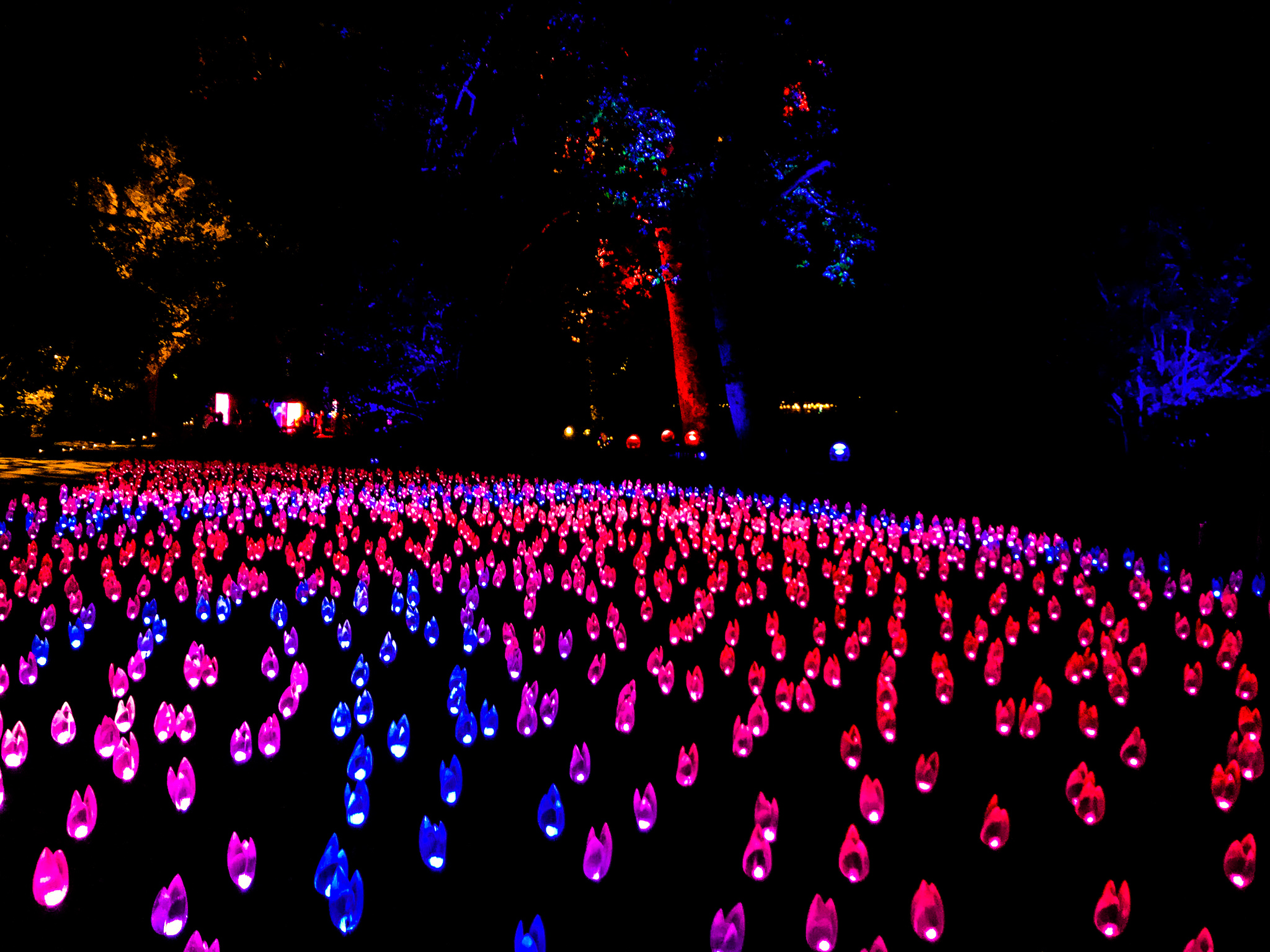 Enchanted Forest Of Light Los Angeles - Enchanted Forest Of Light - HD Wallpaper 