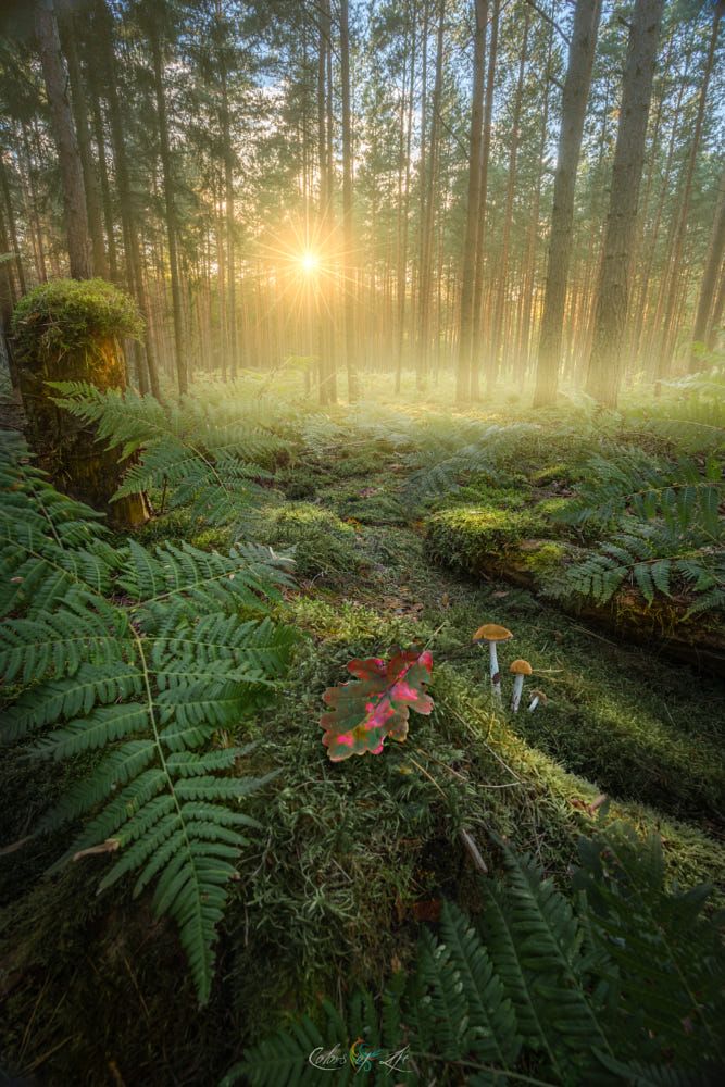 Beautiful Magical Forest - HD Wallpaper 