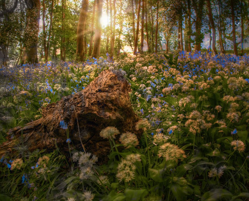 Fairytale Forest Maleficent Forest - HD Wallpaper 