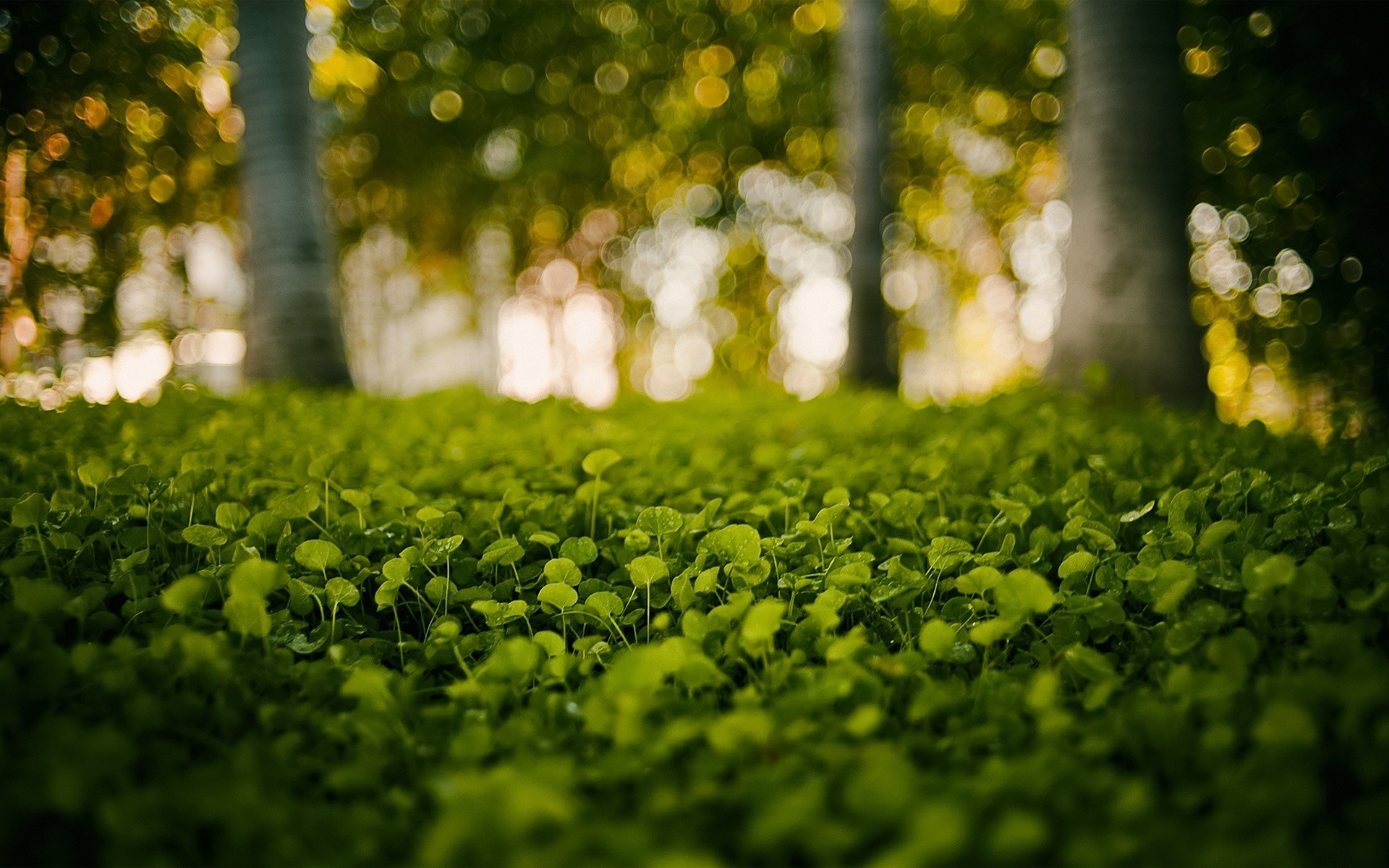 Green Forest By Ed Mcgowan - Garden Blur Pic Background - 1920x1200  Wallpaper 