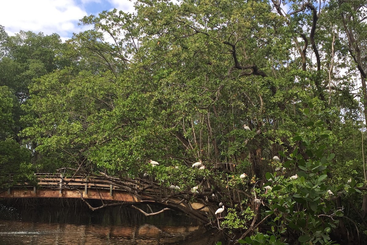 River Birch - HD Wallpaper 