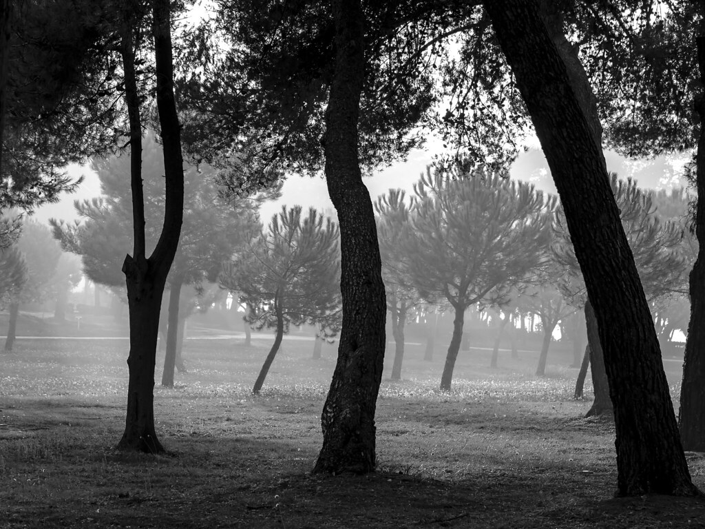 Grove - HD Wallpaper 