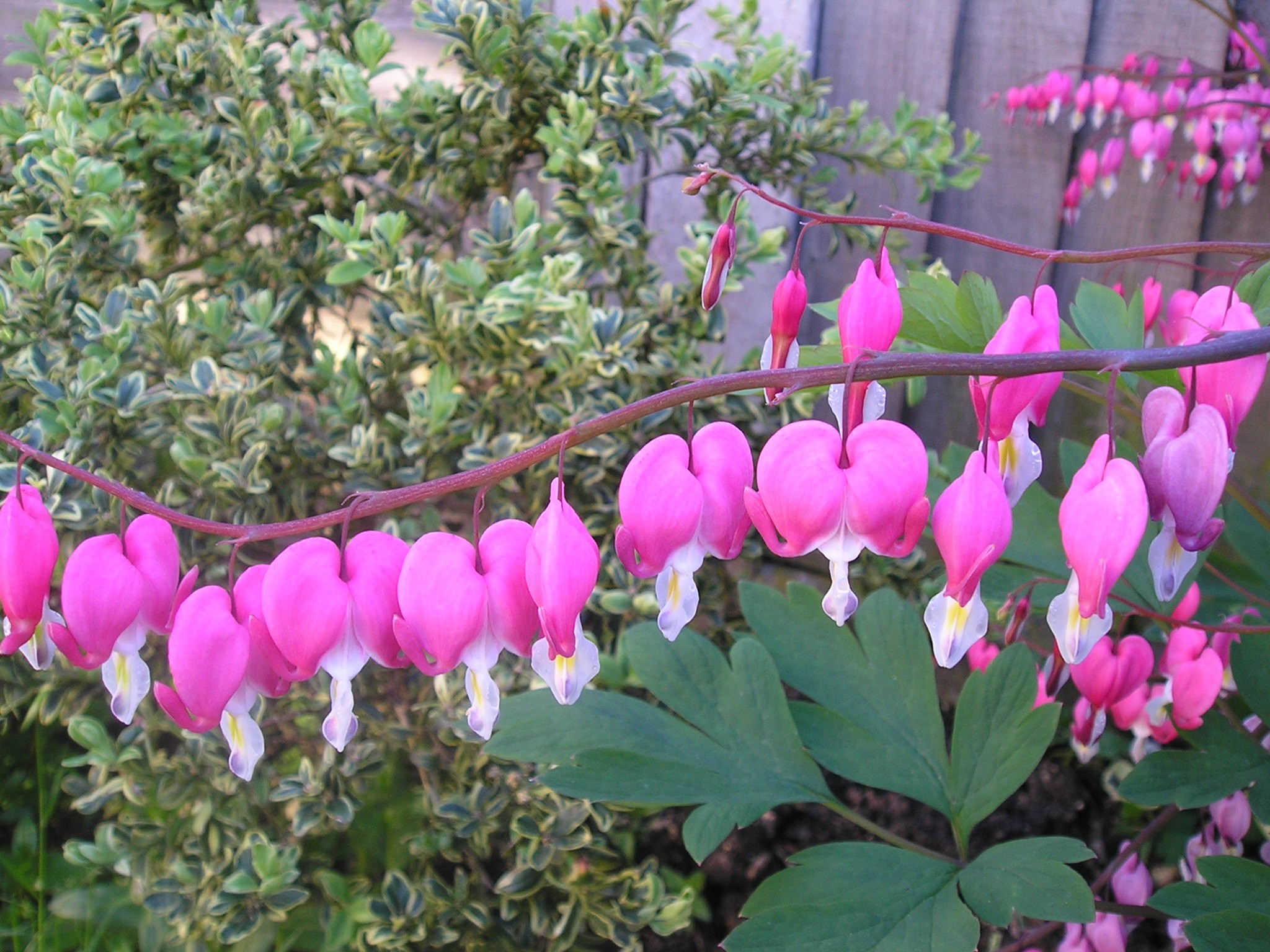 Dicentra Bleeding Heart Plant - HD Wallpaper 