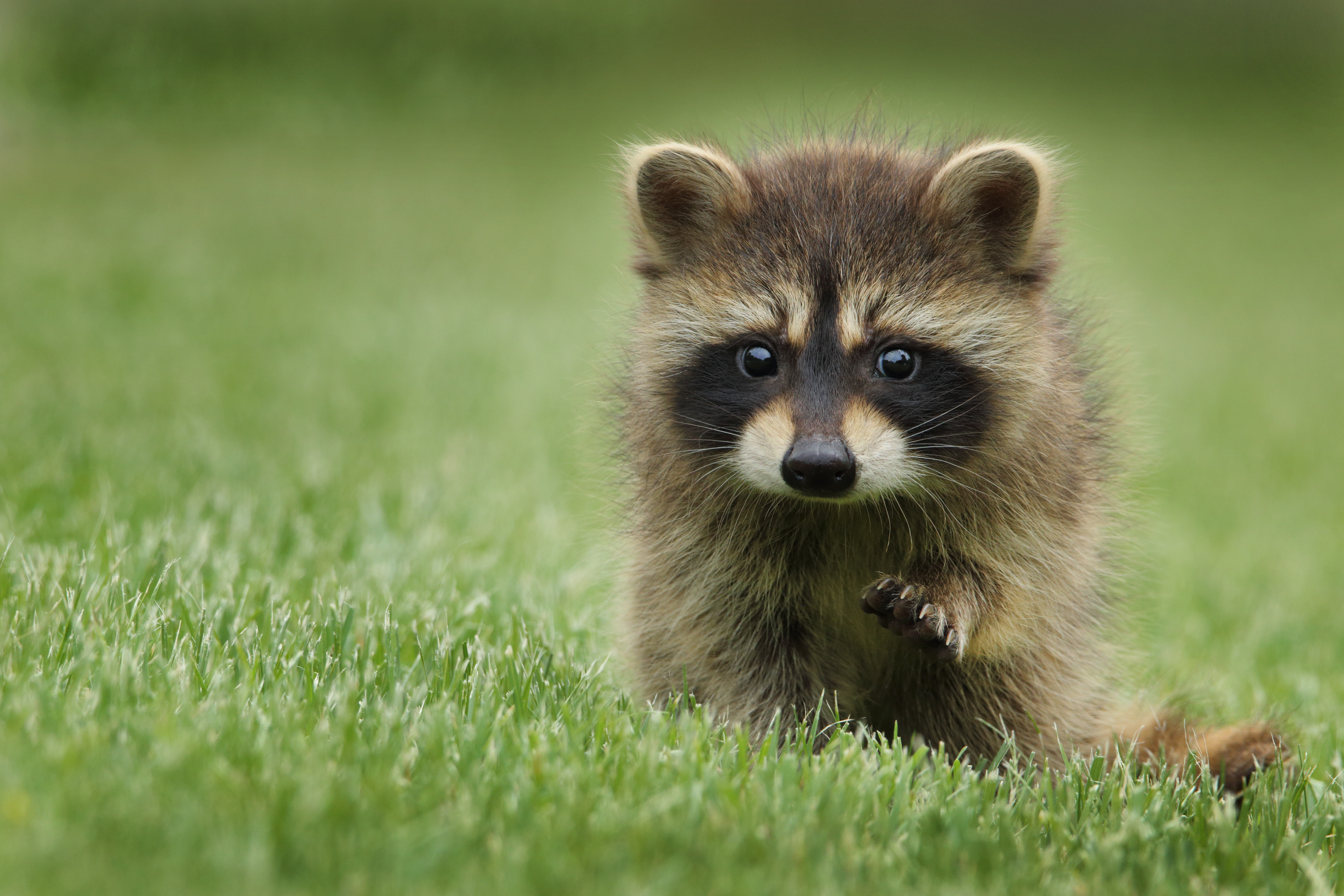 Cute Baby Raccoon - HD Wallpaper 