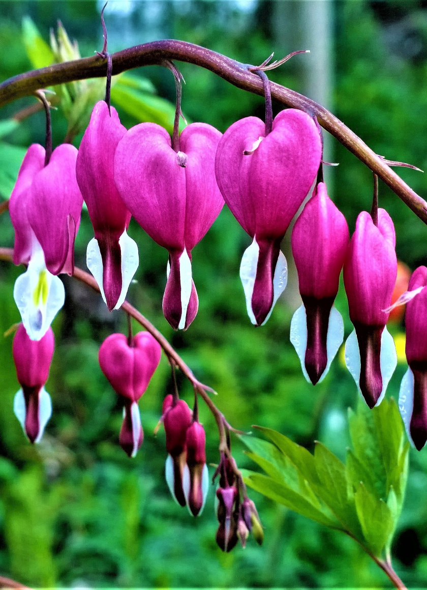 Bleeding Heart, Flowers, Wallpaper - Bleeding Heart Flower Iphone - HD Wallpaper 