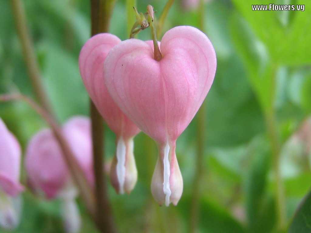 Light Pink Heart Flowers - HD Wallpaper 