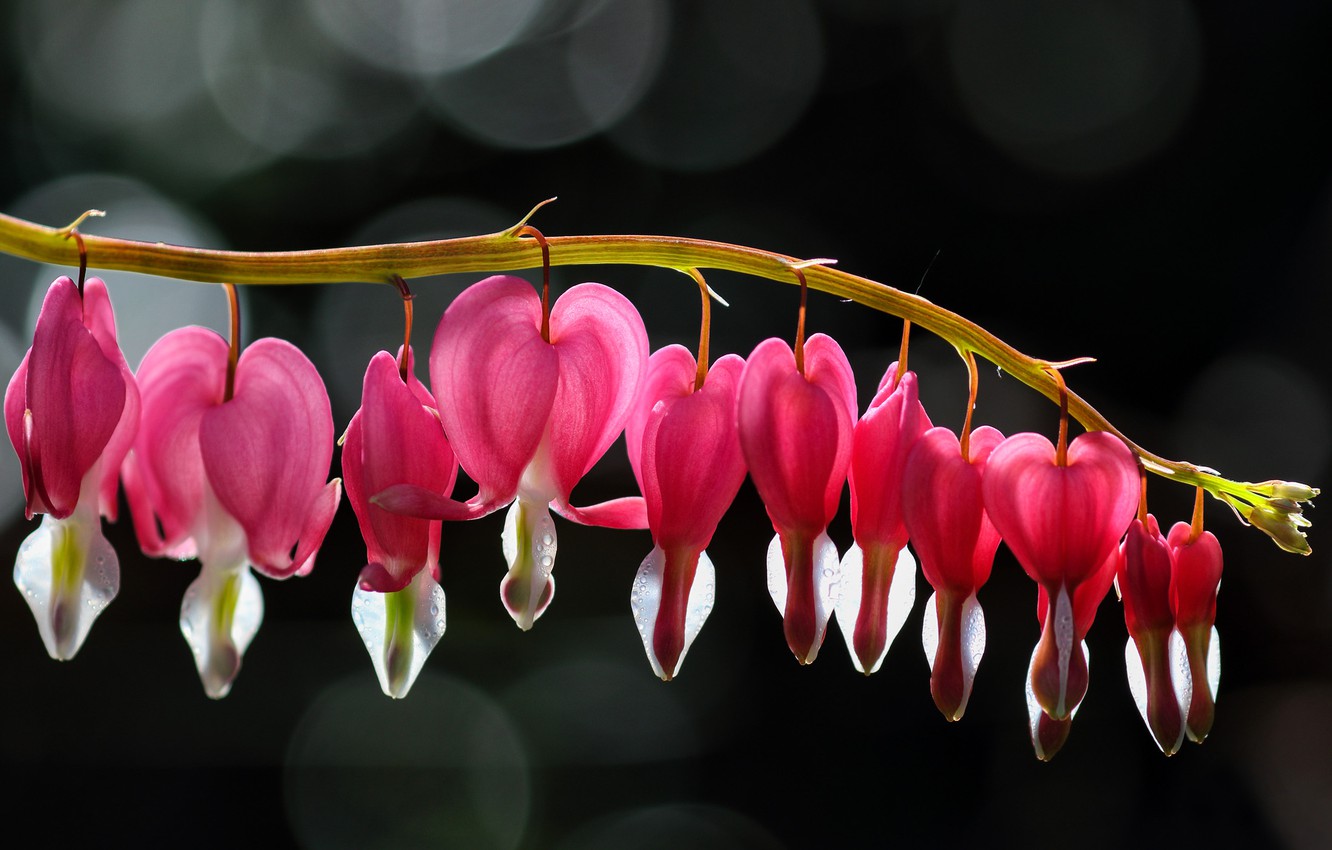 Photo Wallpaper Macro, Light, Flowers, The Dark Background, - Pacific Bleeding Heart - HD Wallpaper 