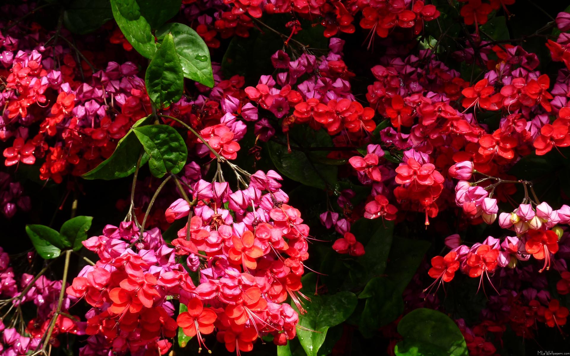 Pagoda Flowers - Bleeding Heart Flower Purple And Red - HD Wallpaper 