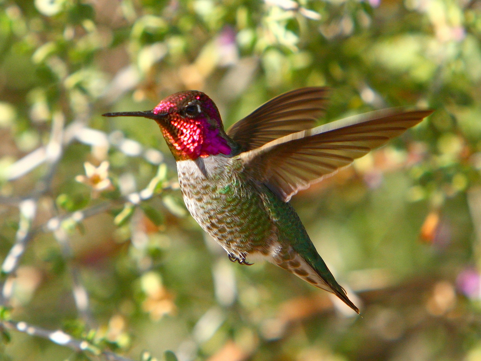 Hd Hummingbird - HD Wallpaper 
